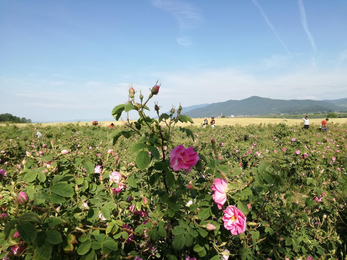 Popovi Koshari Guest House Dolno Panicherevo Экстерьер фото